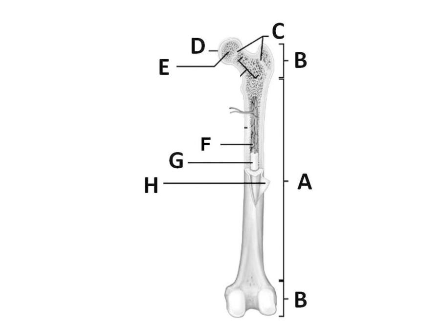 Structure B
