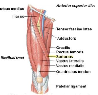 <p>Sartorius - Flexor</p><p>Innervation</p>