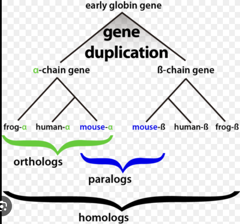 copies of the same gene in different species, related by vertical descent from a common ancestor