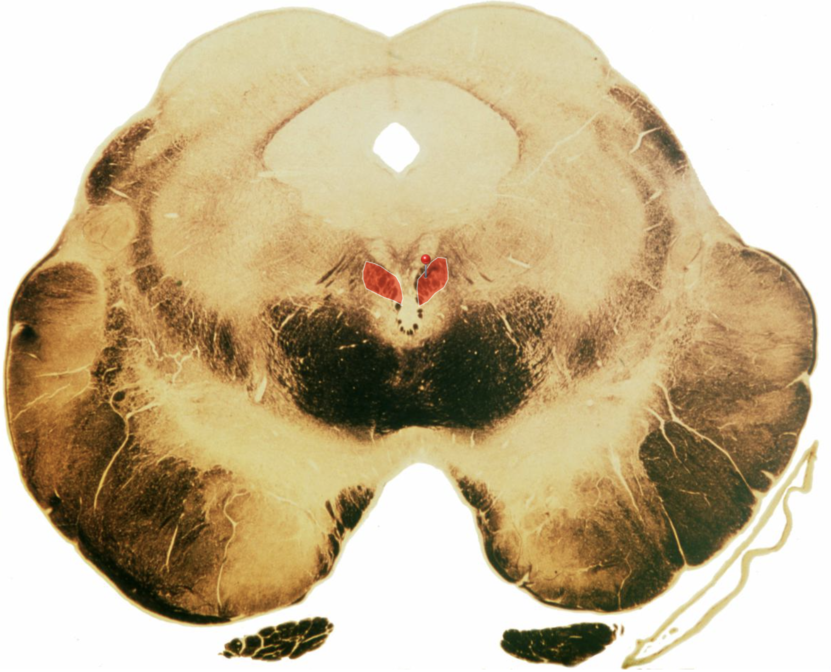 <p>Identify? Function?</p>