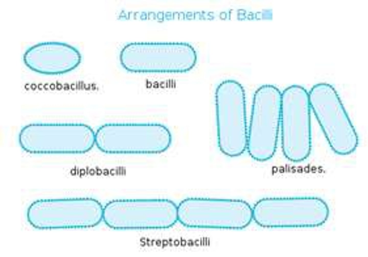 <p>Single, diplobacilli, streptobacilli</p>