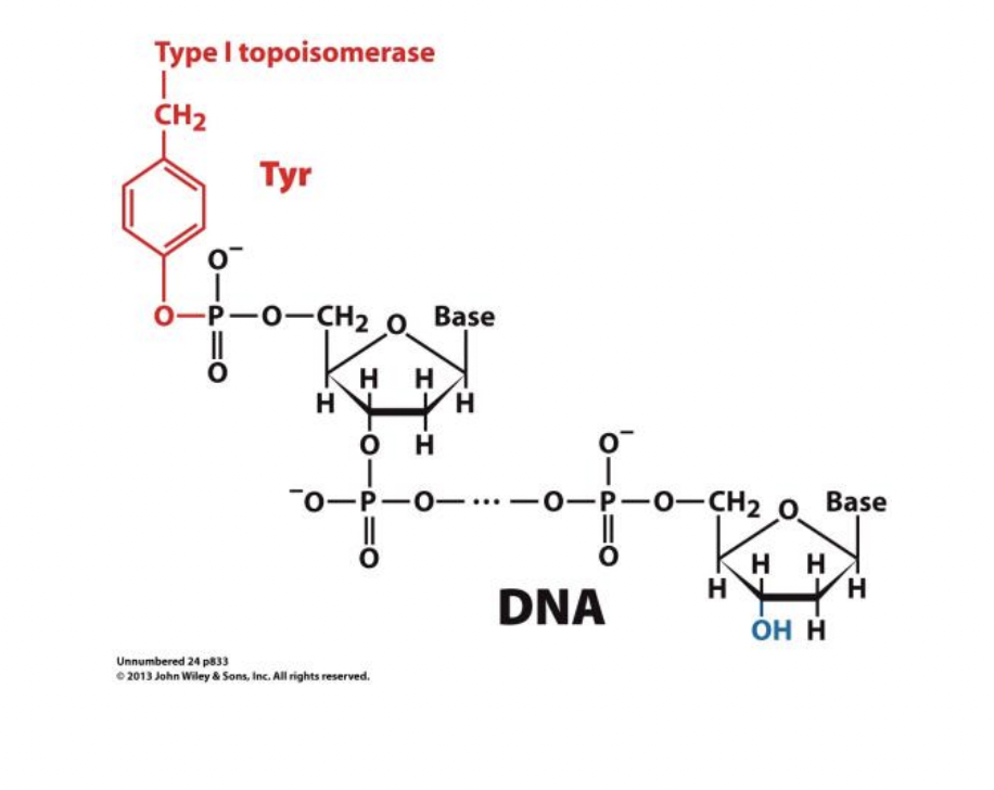 * Linking Number: +1 
  * Break one strand and pass the other “through” the break

\
* Tyrosine enzyme covalently attached by a 5’ phosphate linkage
  * Energy from bond transferred to new bond to enyzme 