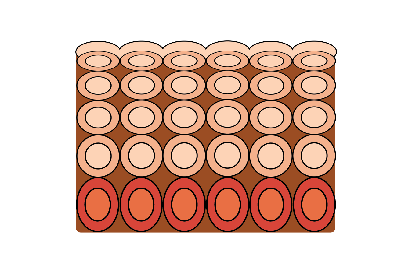<p><span>The tissue has normal cellular arrangement and cell structure.</span></p>