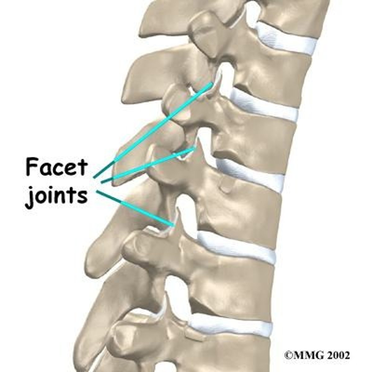 <p>Smooth, flat, slightly concave or convex articular surface.</p>