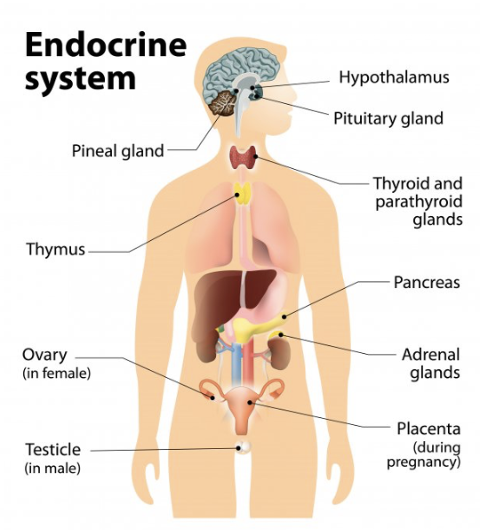 <ul><li><p>hypothalamus ==&gt; anterior and posterior pituitary glands</p></li><li><p>pineal gland ==&gt; sleep hormone&nbsp;</p></li><li><p>Thyroid and parathyroid</p></li><li><p>thymus</p></li><li><p>Pancreas</p></li><li><p>ovary</p></li><li><p>Adrenal glands</p></li><li><p>Placenta</p></li></ul><p></p>