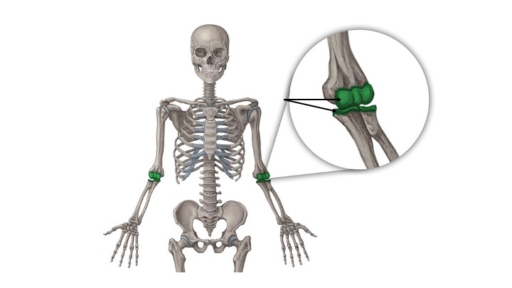 <p>What structure is highlighted in green?</p>