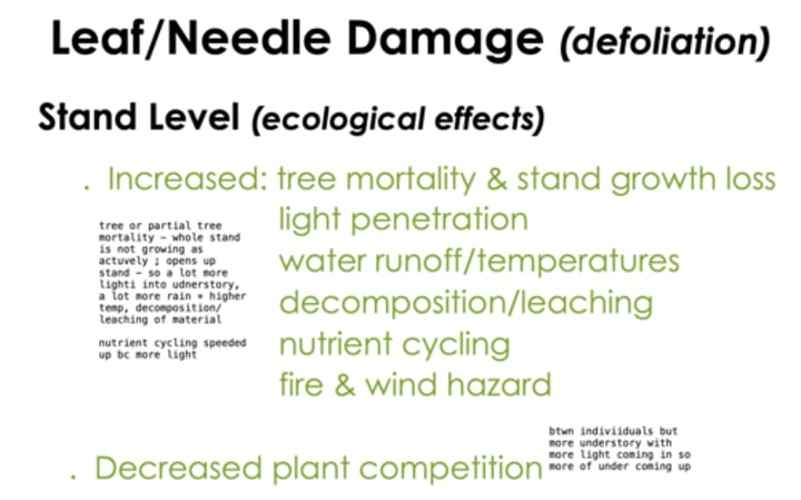 <p>They are ecological effects <br><br>INCREASED:<br>-tree mortality and stand growth loss <br>-light penetration<br>-water runoff/temperatures <br>-decomposition / leaching <br>-nutrient cycling <br>-fire and wind hazard<br><br>DECREASED:<br>-plant competition <br><br>WHOLE TREE MORTALITY by spruce budworm, spongy moth, forest tent caterpillar<br><br>TOP KILL by jack pine budworm</p>