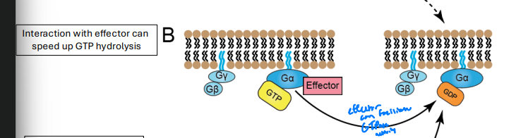 <p>Can speed up hydrolysis</p>