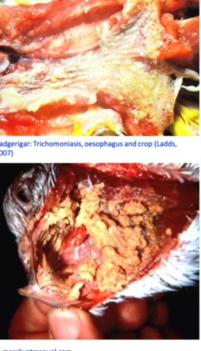 <p>Excess of watery saliva and foul cheese-like smell;</p><p>Yellowish caseous lesions around the beak or eyes;</p><p>Yellow masses located on the floor/roof of the mouth/pharyngeal region =&gt; block the passage of the food/trachea =&gt; death from starvation or respiratory failure</p><p>Weight loss, ruffled feathers, listlessness</p>