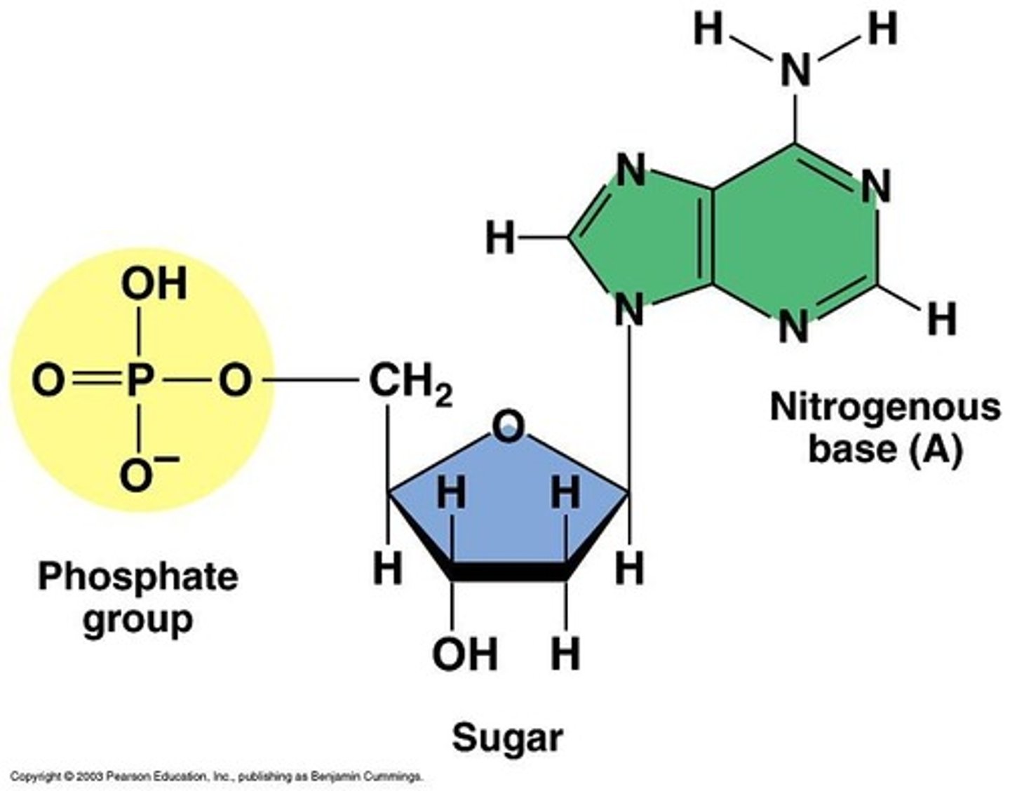 <p>sugar phosphate backbone and a nitrogenous base (toward the middle)</p>