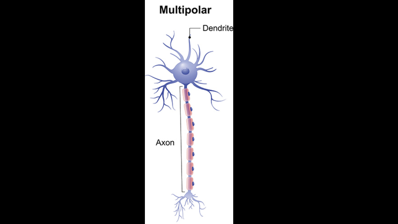 <p>Multipolar neuron </p>