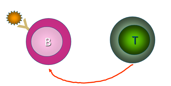 <p>T helper cell helps B cell to become fully activated</p>