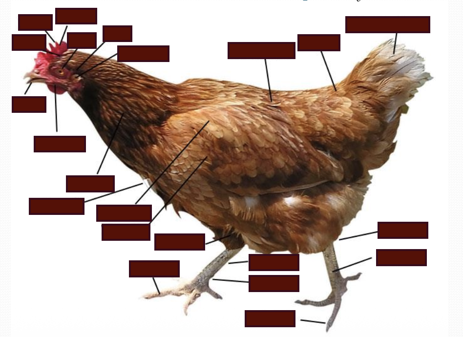 <p>List the anatomy of the chicken&nbsp;</p>