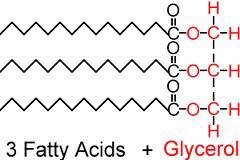 <p>Glycerol and 3 fatty acids</p>