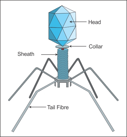 Bacteriophage; Credits - NCERT