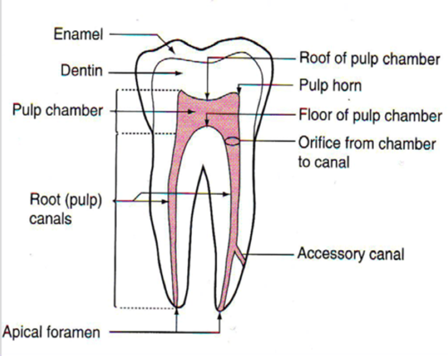 <p>Apical foramen</p>