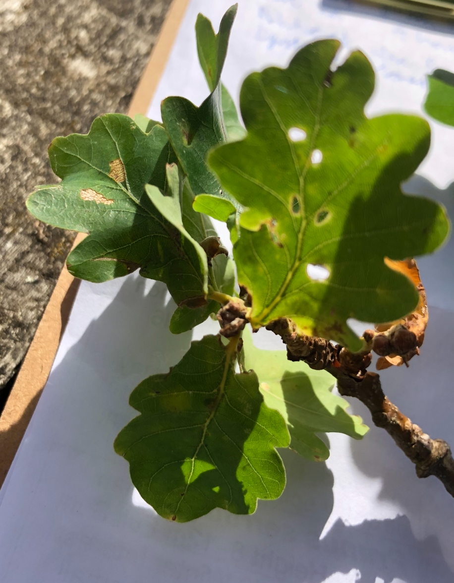 <p>Quercus robur full height</p>