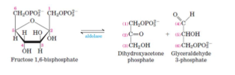 <p>Fructose-1,6-bisphosphate is cleaved into two 3-carbon compounds: GAP and DHAP (isomers). This is catalysed by aldolase. Only GAP continues on glycolytic pathway</p>