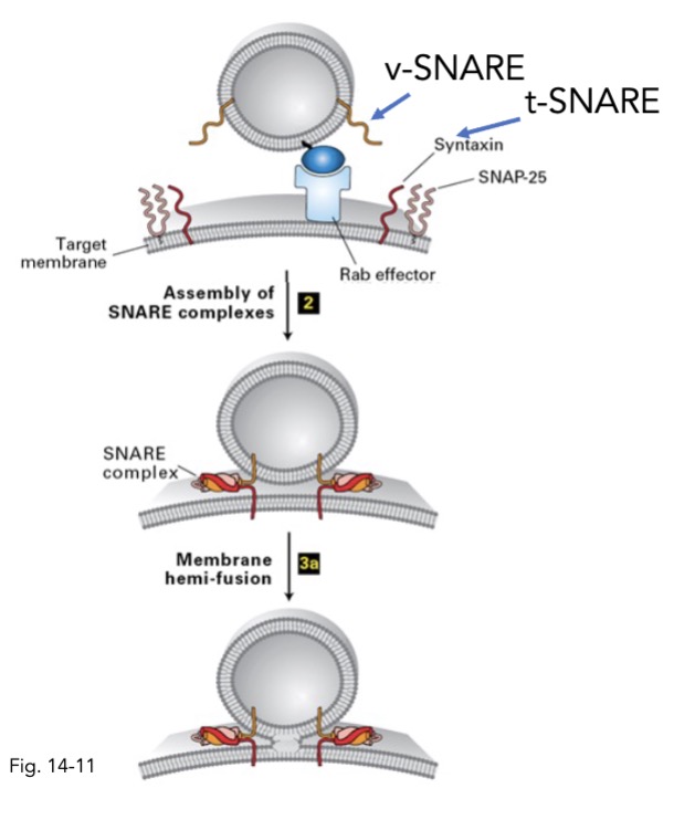 <ul><li><p>v-SNARE and t-SNARE</p></li><li><p>after vesicle docked, v/t-SNAREs form coiled interactions</p></li><li><p>brings membrane closer to fuse</p></li></ul>