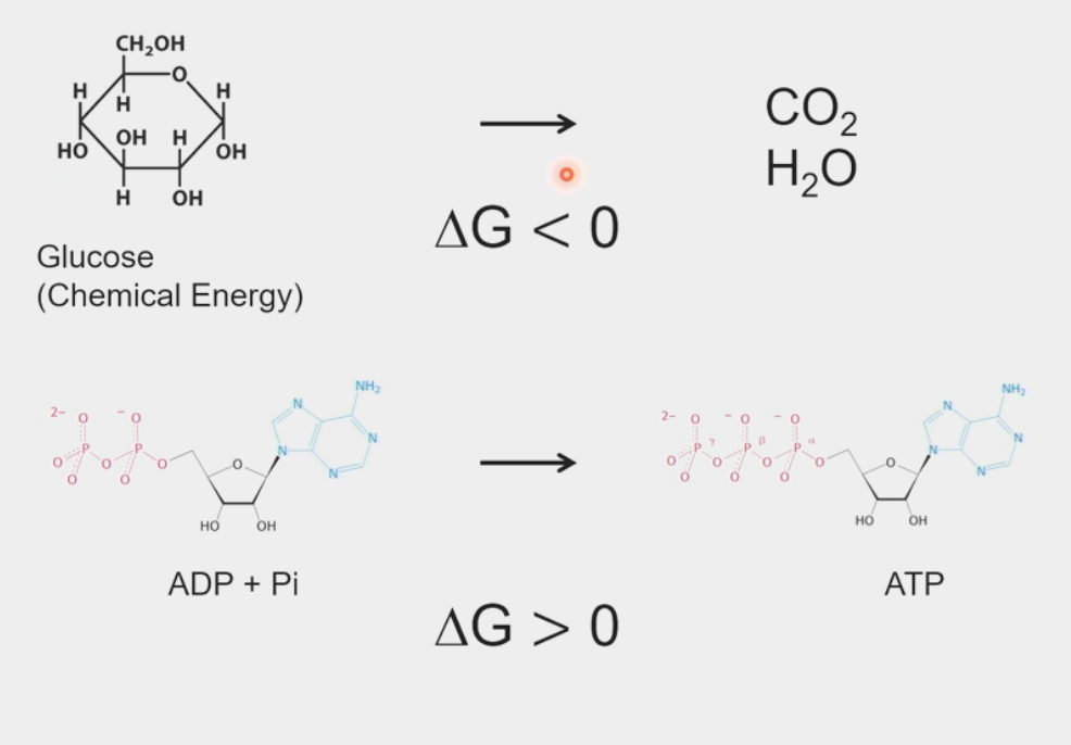 <ul><li><p><strong>available </strong>energy to an organism</p></li><li><p>H – “unavailable energy”</p></li><li><p>G = H – TS</p></li><li><p>Released by ATP hydrolysis</p><ul><li><p>Cells capture it to create order</p></li></ul></li><li><p>the <strong>change</strong> in this determines whether a process occurs spontaneously</p></li></ul><p></p>