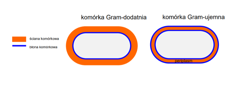 <p>● Bakterie <strong>Gram-dodatnie (G+)</strong>:</p><p>○ Posiadają jedną błonę komórkową i grubą ścianę komórkową zbudowaną z peptydoglikanu.</p><p>○ W barwieniu Grama zabarwiają się na fioletowo</p><p></p><p>● Bakterie <strong>Gram-ujemne (G-)</strong>:</p><p>○ Posiadają dwie błony komórkowe (wewnętrzną i zewnętrzną) oraz warstwę peptydoglikanu w przestrzeni periplazmatycznej między błonami.</p><p>○ W barwieniu Grama zabarwiają się na różowo/czerwono</p>
