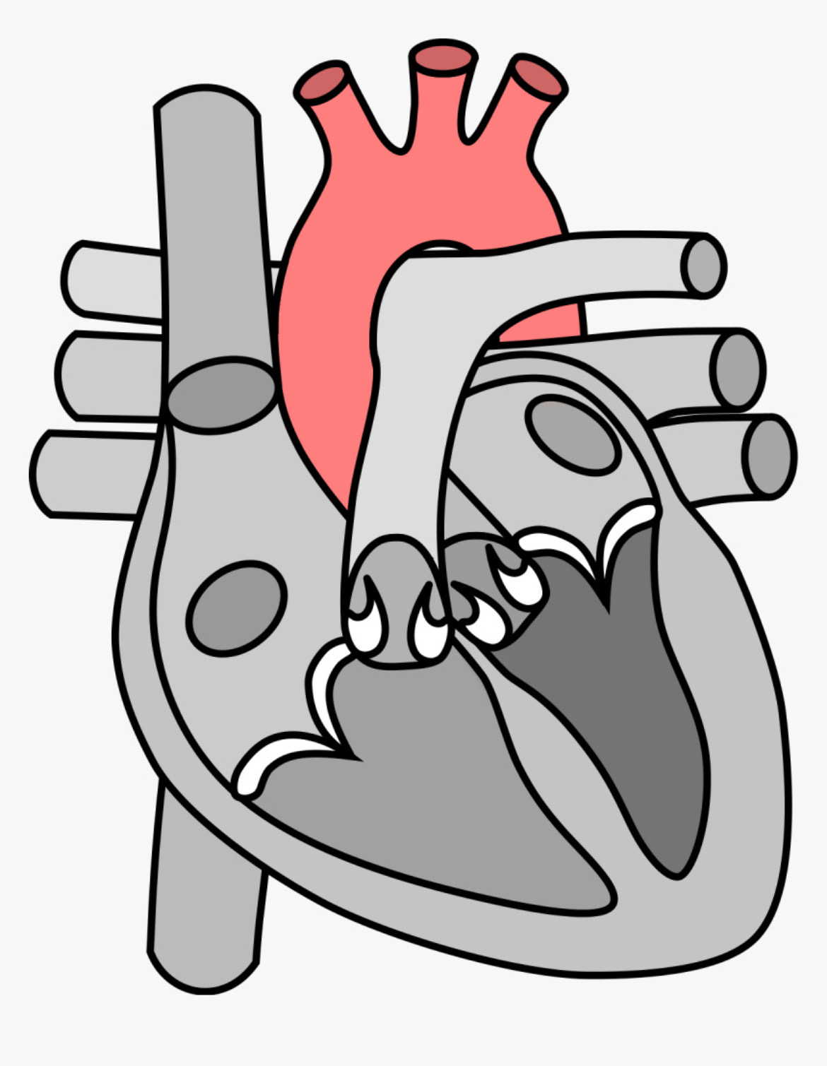 <p>What part of the heart is this?</p>