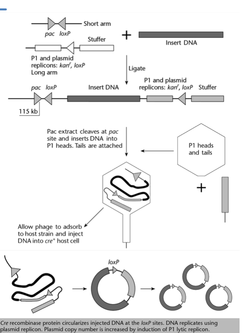 <ol><li><p><strong><u>The P1 vector is digested with Sca1 and BamH1</u> </strong>restriction enzymes, which cut at their respective restriction site. This results in:</p><ul><li><p><strong><u>a short arm</u></strong>, which contains the pac site, one loxP site, and a part of the sacB selection marker (not relevant once cut). <strong>This arm is not viable as it does not have an origin of replication.</strong></p></li><li><p><strong><u>a long arm</u></strong>, which contains the stuffer DNA, the other loxP site, the two replicons, the kanamycin resistance gene kan<sup>r</sup> and the other part of the sacB selection marker (not relevant once cut). <strong>This arm cannot be packaged since it does not have a pac site.</strong></p></li></ul></li><li><p><strong><u>The short and long arms, as well as the insert DNA, are mixed with ligase</u></strong>. This results in the insert DNA being flanked by the short arm on one side and the long arm on the other (the other combinations are filtered out cause not viable.</p></li><li><p><strong><u>The pacase (encoded by pac site) cuts approximately 100 kb further from the pac site, in the stuffer DNA</u></strong>. This ensures that the DNA fragment has the correct size to be packaged. The stuffer DNA is here simply to be cut and prevent important sequences to be cut and made non-functional.</p></li><li><p><strong><u>In the presence of the necessary packaging proteins, the cut DNA fragment can be packaged into the P1 phage head</u></strong>, and is ready for insertion into a bacterial cell.</p></li><li><p><strong><u>The host cell must be able to encode a functional Cre recombinase protein</u></strong>, which is responsible for circularising the DNA with the help of the loxP sites. The circularisation results in the loss of the rest of the stuffer DNA.</p></li></ol><p>This process results in E. coli cell with the P1 plasmid, which contains two replicons (one for lytic cycle and one for lysogenic cycle), the insert DNA, one loxP site, and the kanamycin resistance gene.</p><p></p>