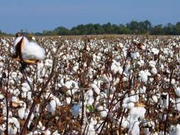 <p>crops, such as tobacco, sugar, and cotton, raised in large quantities in order to be sold for profit</p>
