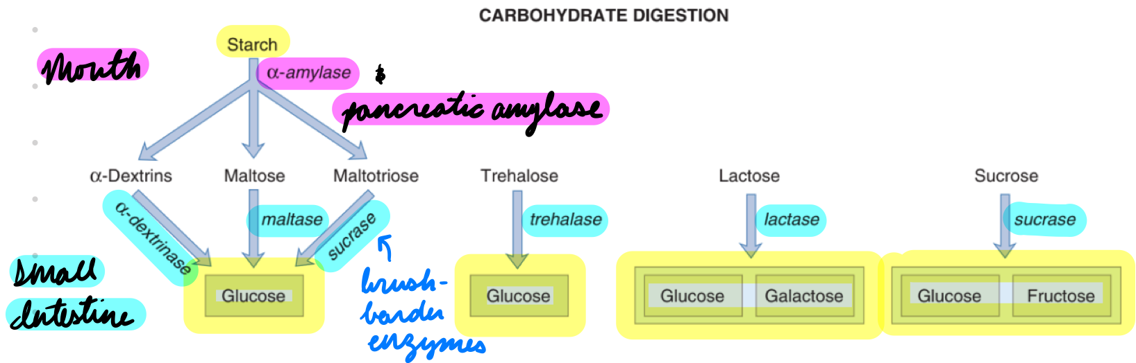 <p><strong>Pancreatic Amylase: </strong>Starch → Disaccharides</p><p><strong>Brush-Border Enzymes: </strong>a-Dextrinase, Maltase, Sucrase</p><ul><li><p>Disaccharides → Monosaccharides (glucose, galactose, fructose)</p></li></ul><p></p>