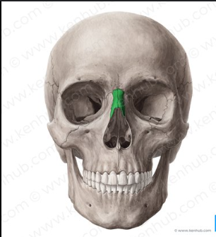 <p>bones that form the bridge of the nose and support the structure of the nasal cavity. </p>