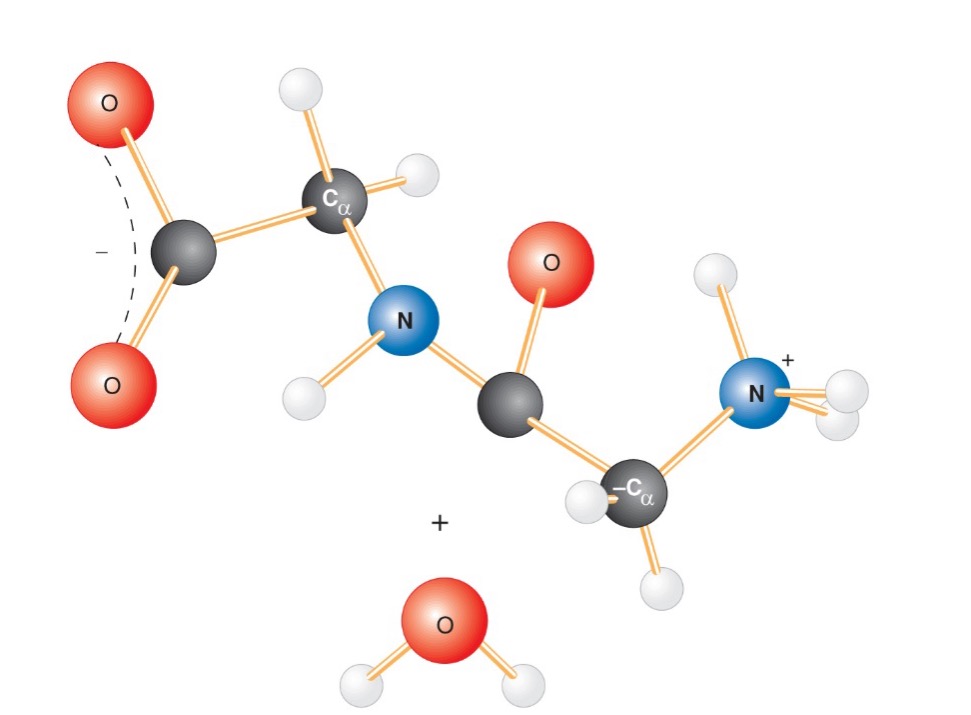 <p>Looking at this dipeptide, (N7-C9) what atoms are locked into a single plane by the peptide bond?</p>