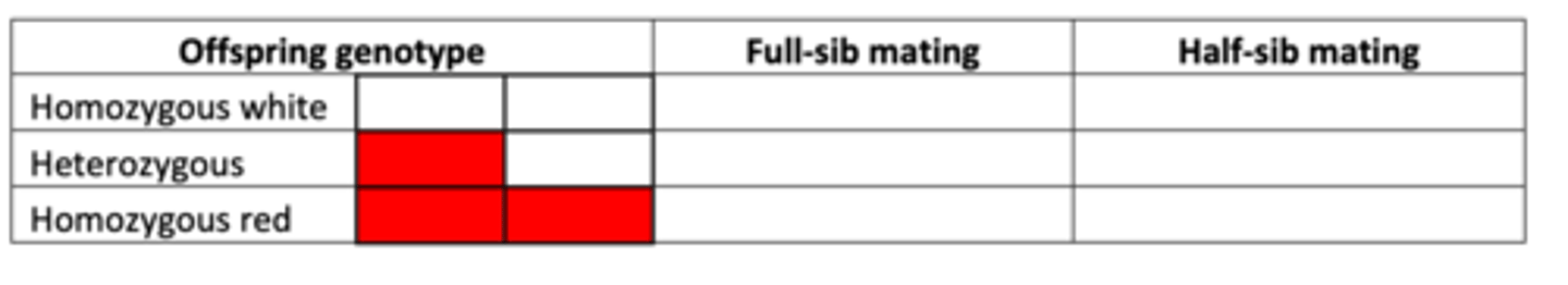 <p>(forming new offspring = coin flip to decide which of their two alleles they pass on)</p><p>- Full-sibs mate to form 8 offspring (1 w/2, 3w/ 4)</p><p>- Half-sibs mate to form 8 offspring (1 w/ 3, 2 w/ 4)</p><p>- Tally the resulting offspring genotypes in the table in the photo and collect the data from all groups in the lab</p><p>Note:</p><p>- 1 fills table for 1 w/ 2 (full)</p><p>- 2 for 2 w/ 4 (half)</p><p>- 3 for 3 w/ 1 (half)</p><p>- 4 for 4 w/ 3 (full)</p>