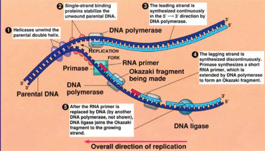 <ol><li><p>Proteins attach to the origin of replication and open the DNA to form a replication fork</p></li><li><p>Helicase unwinds the DNA strands at each replication fork</p></li><li><p>Primase initiates replication by adding primers to the parental DNA strand</p></li><li><p>DNA polymerase attaches to each primer on the parental strand and reads 3’ to 5’ direction. As it moves, it adds nucleotides to the new strand in the 5’ to 3’ direction</p></li><li><p>After DNAP III forms an okazaki fragment, a DNAP I replaces RNA nucleotides with DNA nucleotides</p></li></ol><p></p>