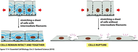 <p>support against mechanical stress (allows the cells to stretch </p>