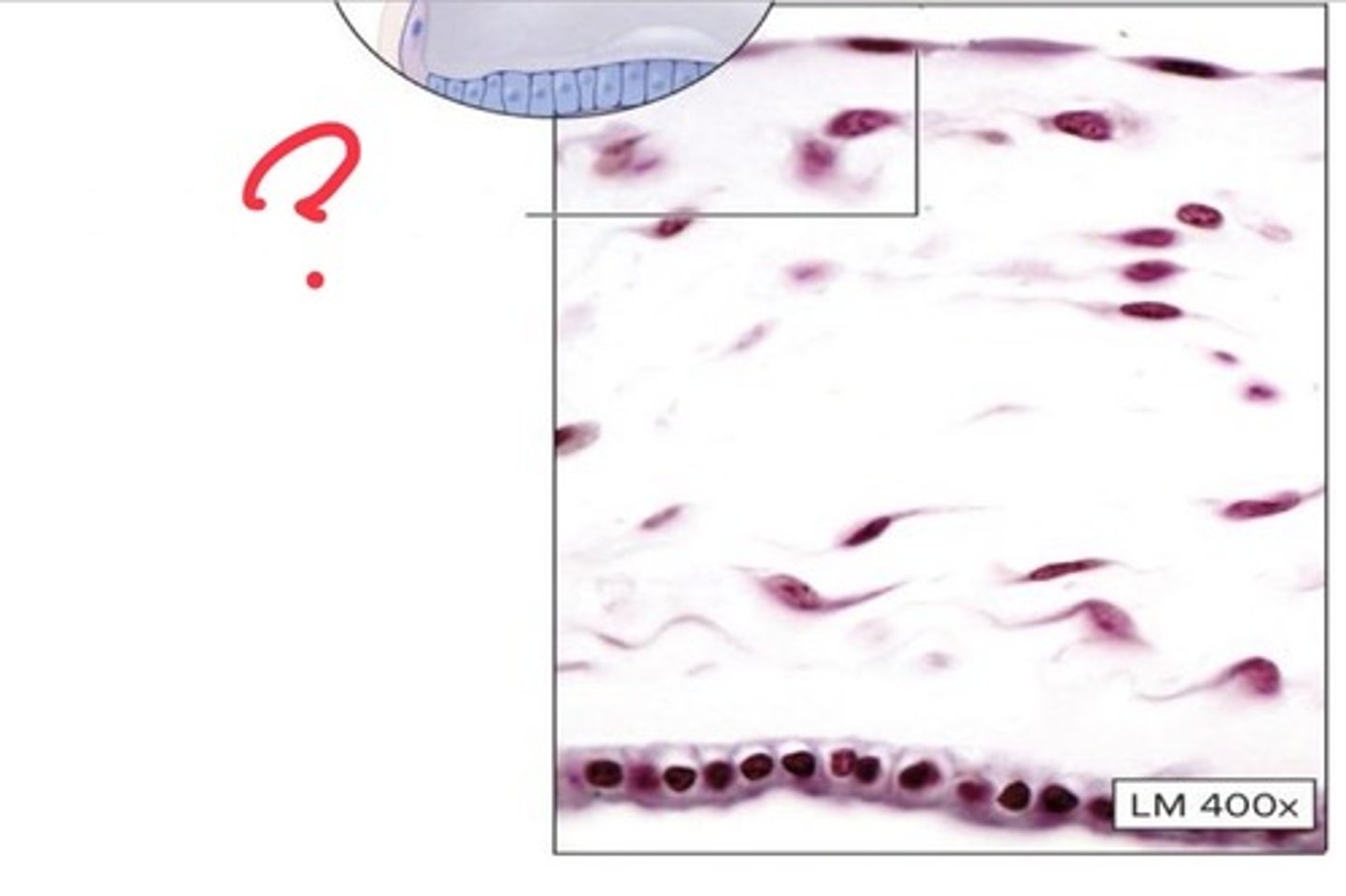 <p>What epithelial tissue is this?</p>
