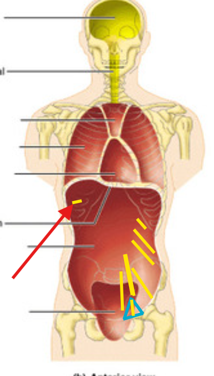 <p>What is this structure?</p>