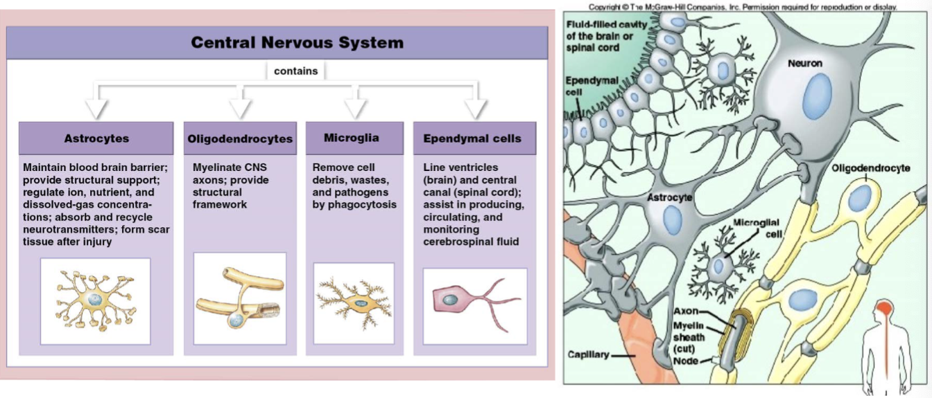 <p><mark data-color="blue">• Astrocytes</mark><br>• largest &amp; most numerous<br>• has <u>multiple processes</u><br>• involved in <strong>neurotransmitter metabolism</strong><br>• comprises the <strong><u>blood-brain barrier</u></strong><br>• imp’t for <u>brain dev’t</u><br>• <u>link bet. neuron &amp; blood vessels</u> → nutrition &amp;<br>metabolism</p><p></p><p><mark data-color="blue">• Microglia</mark><br>• small <u>phagocytic cells</u><br>• derived from<br>monocytes<br></p><p><mark data-color="blue">• Ependymal cells</mark><br>• make up the <strong>ependyma:</strong> lines <u>brain<br>ventricles &amp; spinal cord central canal</u><br>• <u>produces<br></u><strong><u>cerebrospinal fluid<br>(CSF)</u></strong><br>• squamous to columnar epithelia w/ cilia</p><p><mark data-color="blue">• Oligodendrocytes</mark><br>• forms a support network for neurons (has branches)<br>• produce myelin sheaths for<br><span style="color: transparent">portions of up to 15 neurons</span></p>