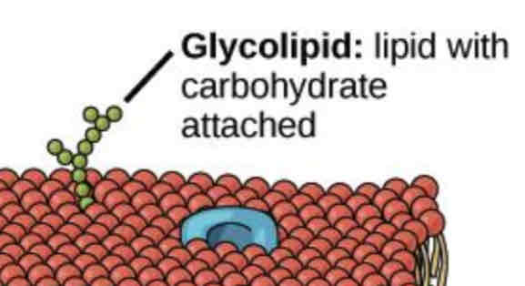 <ul><li><p>involved in cell recognition</p></li><li><p>consists of carbohydrates molecules covalently bonded to phospholipid molecules</p></li><li><p>carbohydrate molecules are attached to the side of the membrane facing the exterior of the cell</p></li></ul>