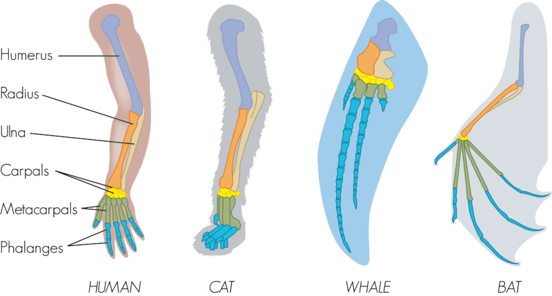 <p>similar physical features in organisms that share a common ancestor, but the features serve completely different functions</p>