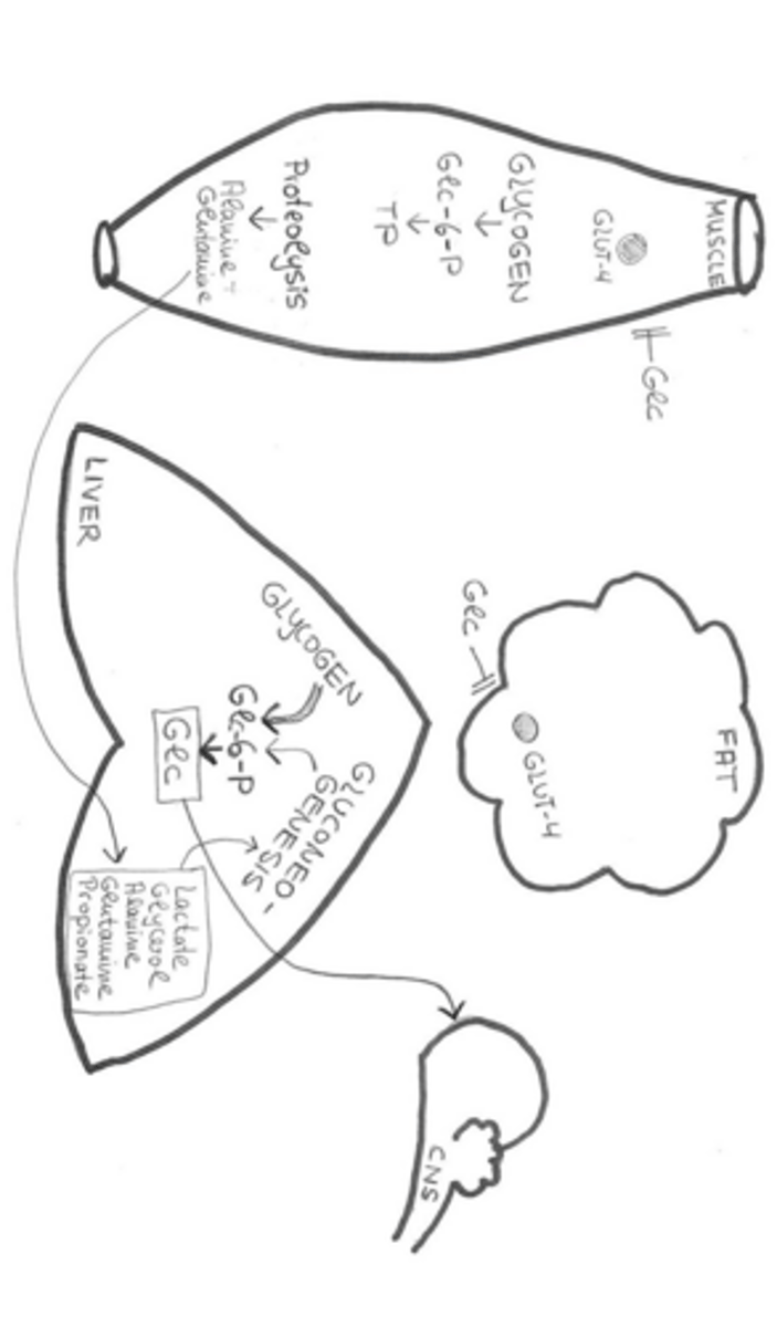 <p>Glycolysis, the Krebs cycle, and the electron transport chain.</p>
