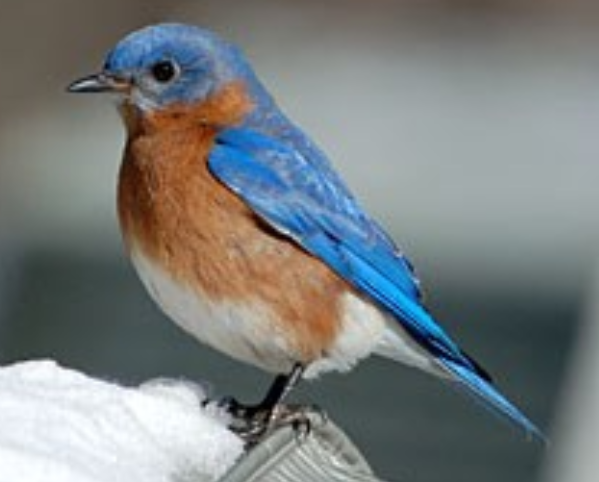 <p>Eastern Bluebird</p>