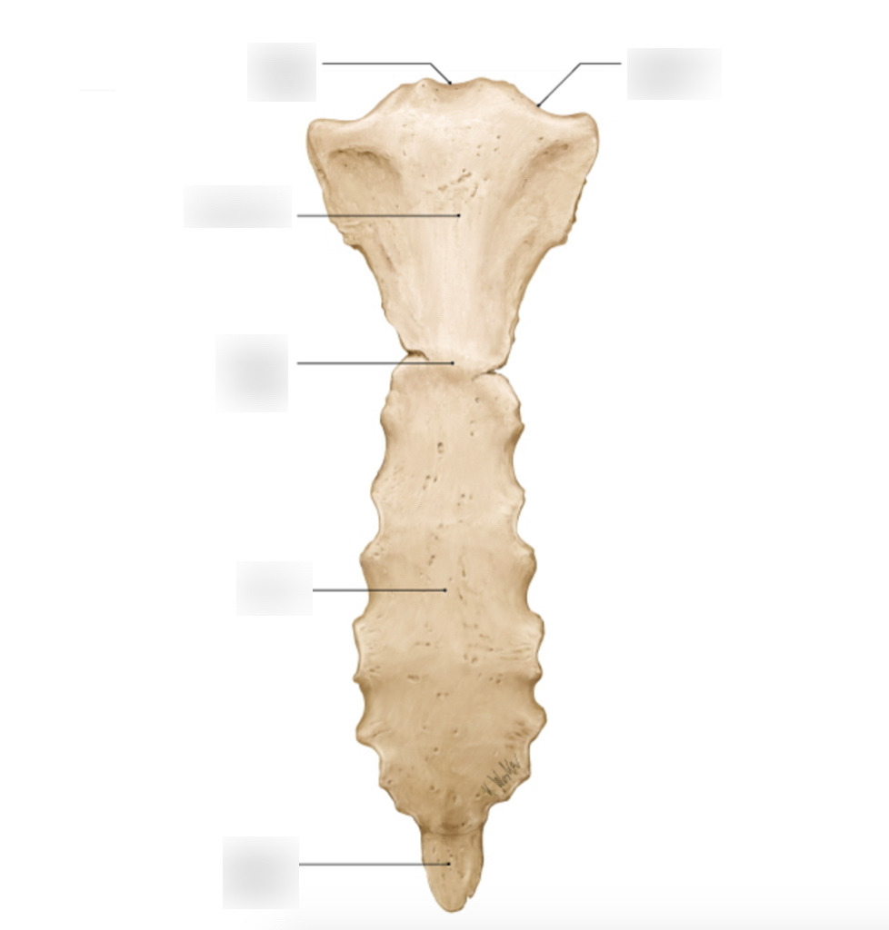 <p>Sternum&nbsp;</p>