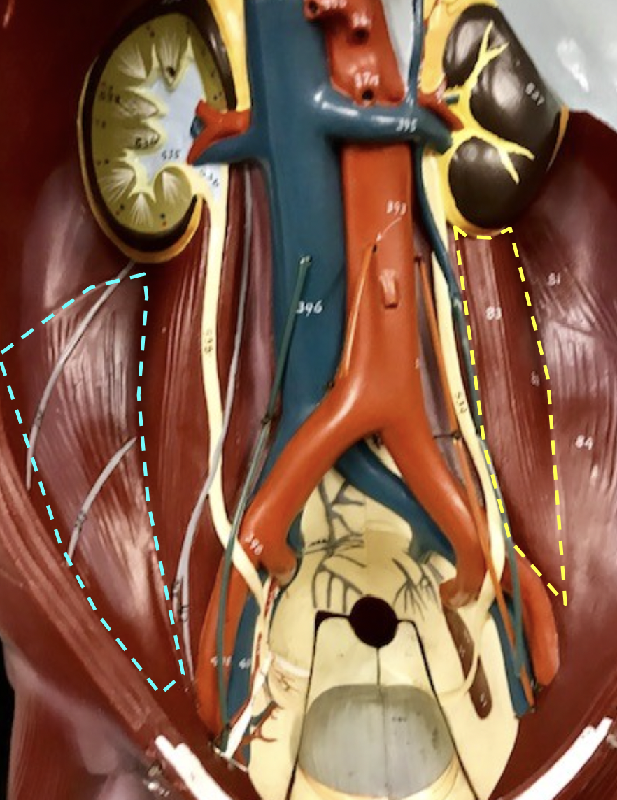 <p>What Is The Yellow Outline Indicating</p>