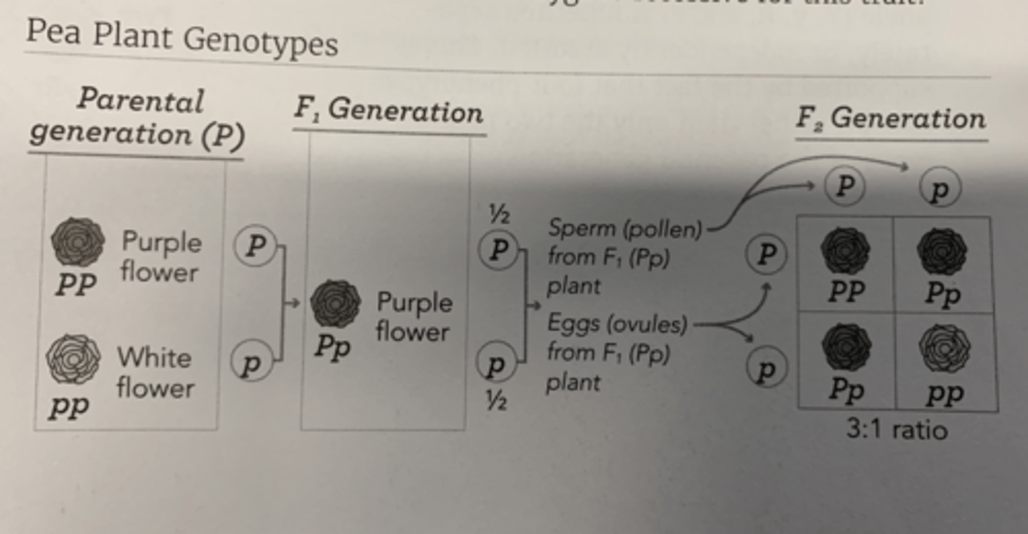 <p>1st law (Segregation)- half of the alleles are contributed by each parent.</p><p>2nd law (Independent assortment)- traits are passed on randomly and are not influenced by other traits</p>