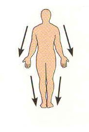 <p>Farther from the origin of a body part or the point of attachment of a limb to the body trunk; far away from the trunk (chest/core).</p><p><strong>*Only used to describe limbs.</strong></p>