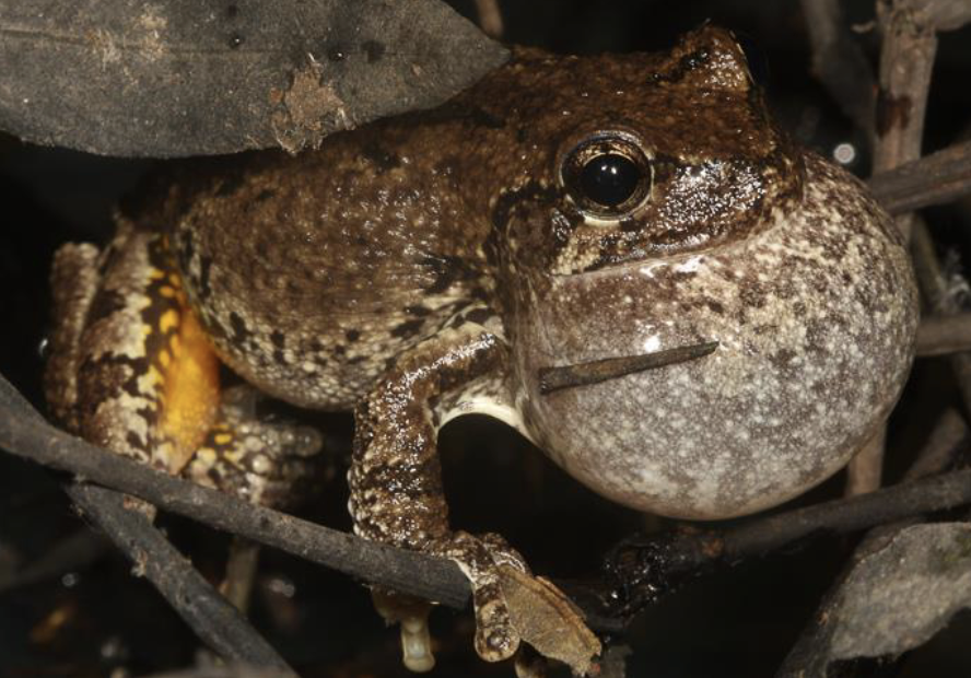 <p>amphibian?</p>