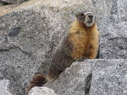 <p>What species?</p>