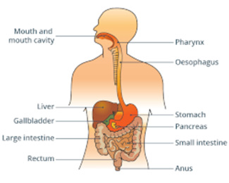 <p>(<em>noun phrase</em>) the system that breaks down food from your mouth to your bottom</p><p>“If you eat too much junk food, your _______ will work too hard.”</p>