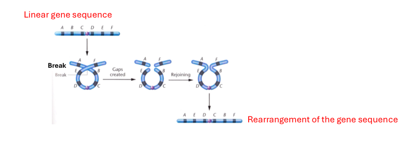 <p>Chromosome structural abnormality: inversions</p><p>Intra-chromosomal structural rearrangement where the genetic segment is turned around 180 degrees within a chromosome.</p><p>Inversions <u>do not involve a loss of genetic information but involve the rearrangement of the linear gene sequence</u></p><p>An <u>inversion requires two breaks</u> along the length of the chromosome and subsequent reinsertion of the inverted segment</p><p>The size of the inverted segment may be short or long, and the inverted segment may or may not include the centromere</p><ol><li><p><strong>Paracentric inversion</strong>: the 2 breaks are in one arm, doesn’t include the centromere&nbsp;</p></li><li><p><strong>Pericentric inversion:</strong> the 2 breaks spanned the 2 arms and it includes the centromere &nbsp;</p></li></ol><p><em>Inversions can be de novo, or passed from parents to offspring.</em></p><p><em>Carrier will have reproductive problems, can be traced to meiosis&nbsp;</em></p>