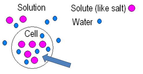 <p><span style="background-color: transparent;">The solute concentration is greater inside the cell than outside.</span></p>